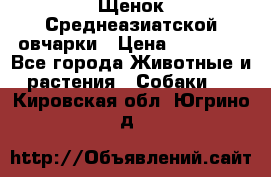 Щенок Среднеазиатской овчарки › Цена ­ 35 000 - Все города Животные и растения » Собаки   . Кировская обл.,Югрино д.